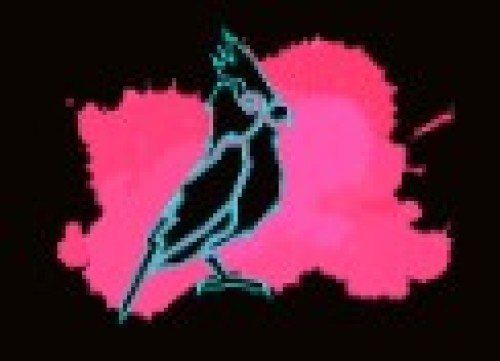 Neon Finch